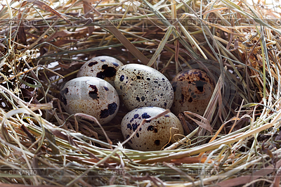 3966139-quail-eggs-in-nest-of-hay